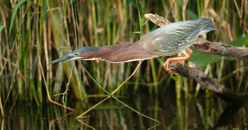 Biodiversity conservation counts