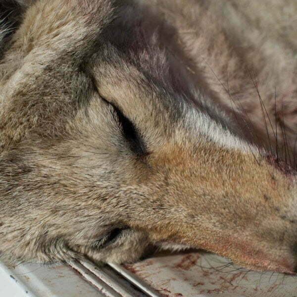 Local non-earnings, Animal Wonders