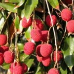 The link among litchis, malnourishment