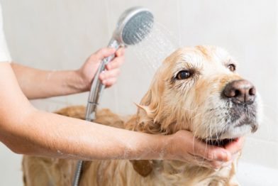 Tips to Effectively Eliminate Pet Odors 49