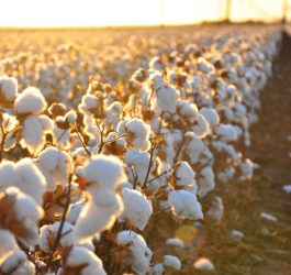 Cotton and Loans: Bad Business in Uzbekistan 7