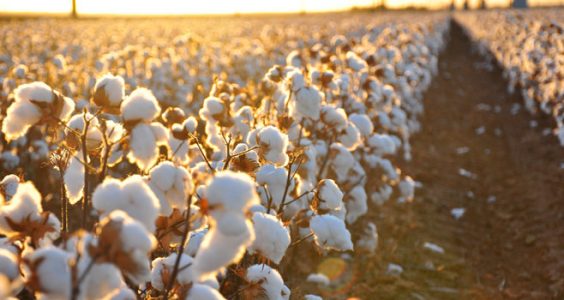 Cotton and Loans: Bad Business in Uzbekistan 11