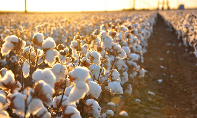 Cotton and Loans: Bad Business in Uzbekistan 1 Uzbekistan