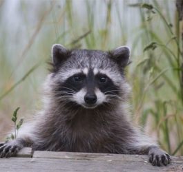 5 PROBLEMS CAUSED BY RACOONS AND LARGE PESTS 10