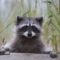 5 PROBLEMS CAUSED BY RACOONS AND LARGE PESTS 14