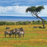 Dozens killed in bus and lorry street crash in Kenya 1