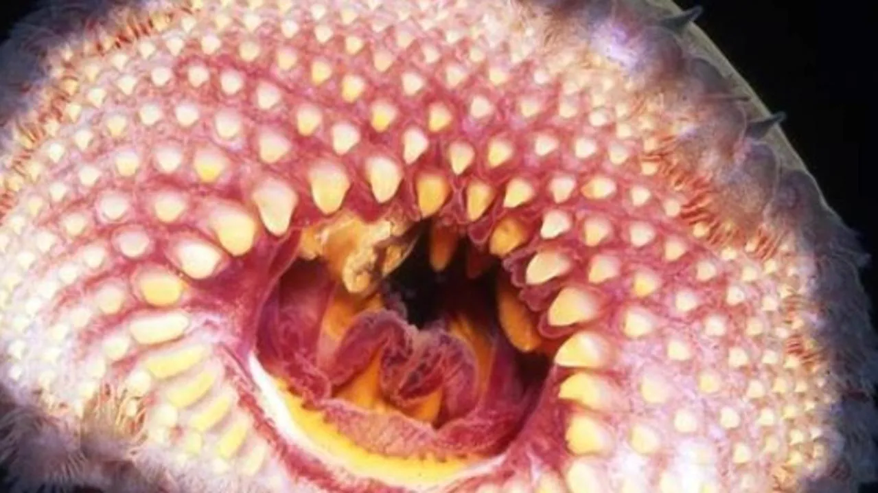 Record numbers of blood-sucking lamprey fish in South Australia Record numbers of blood-sucking lamprey fish in South Australia