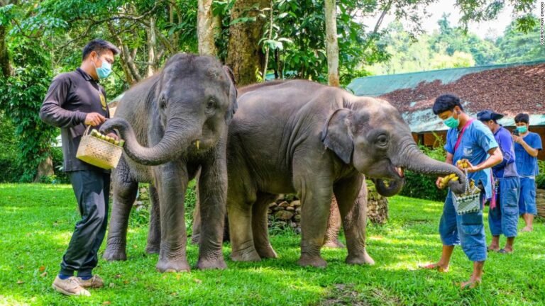 Chiang Mai, Thailand, struggles in absence of international tourists Chiang Mai, Thailand, struggles in absence of international tourists