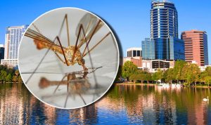 Zika-695733-300x178-1