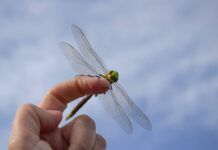 Unexpected Encounter: Dragonfly Lands on You