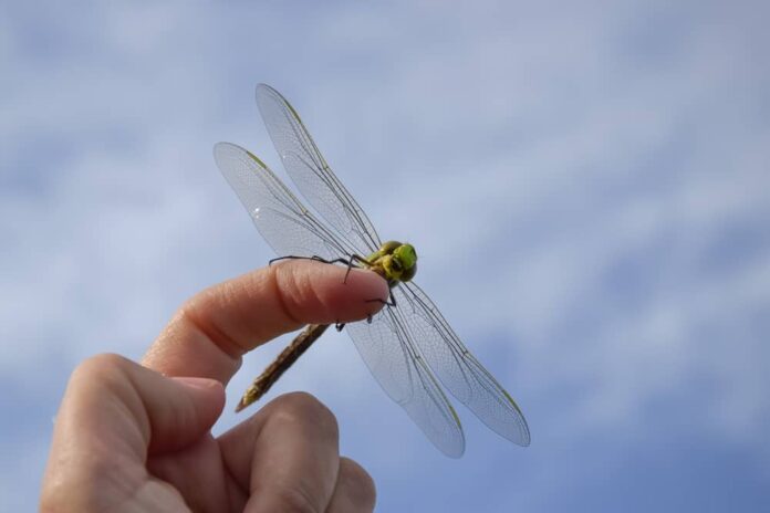 dragonfly-landing-on-you-meaning