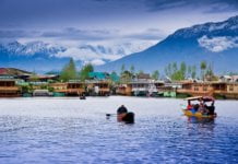 Govt bans putting in commercial material on Chinar bushes in Kashmir