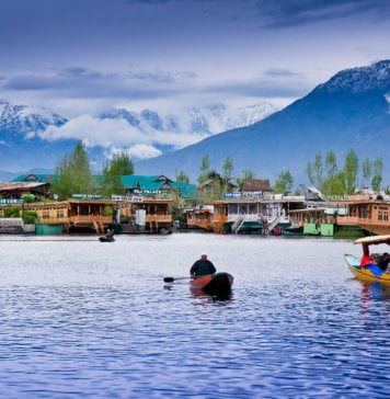 Govt bans putting in commercial material on Chinar bushes in Kashmir
