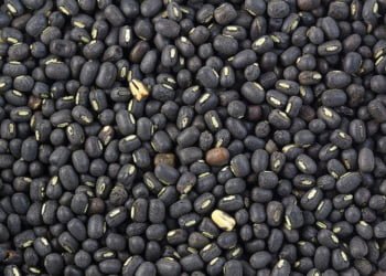 Global Black Gram Market 2019