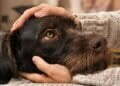 More evidence that pets gain mental health 2 More evidence that pets gain mental health