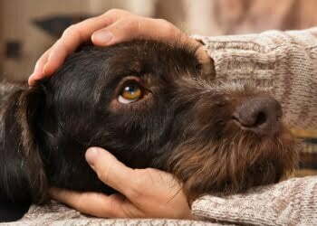More evidence that pets gain mental health