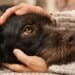 More evidence that pets gain mental health
