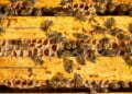 Russia alarmed by way of massive fall in bee populations 2 Russia alarmed by way of massive fall in bee populations