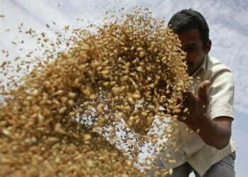 Alternative Grains Can Help India Allay Impact of Global Heating on Agriculture