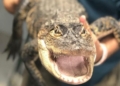 Zoological park in Florida welcomes alligator