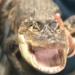 Zoological park in Florida welcomes alligator