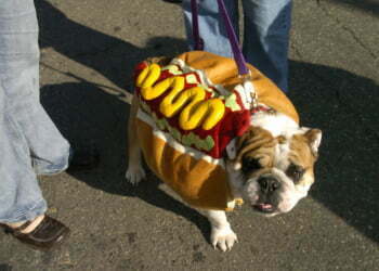 Champion defends dog meals