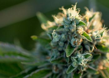 Top issues for cannabis-infused safe to eat production encompass