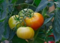 The benefits of eating organic 3 The benefits of eating organic