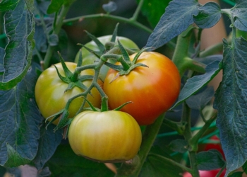 The benefits of eating organic