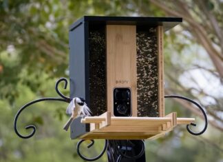 Top Bird Feeder Camera for Capturing Wildlife