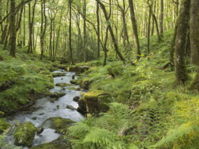 Crossing The Streams: OVID.TV, Mubi And The Debut Of The Criterion Channel 36