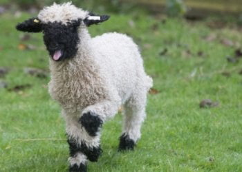 ‘World’s cutest sheep’ go on show in Carlisle