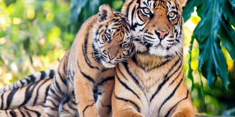 One of the World’s Oldest Tigers Has Die