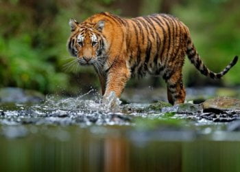 Gaza’s last tiger leaves ‘the world’s worst zoo’