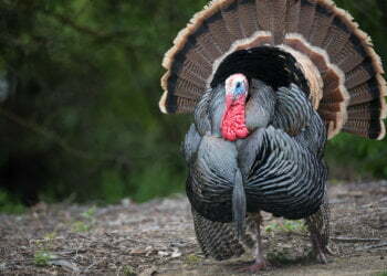 Who is US journalist Lindsey Snell detained in Turkey?