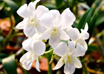 First appearance: White Orchids’ sister eating place,