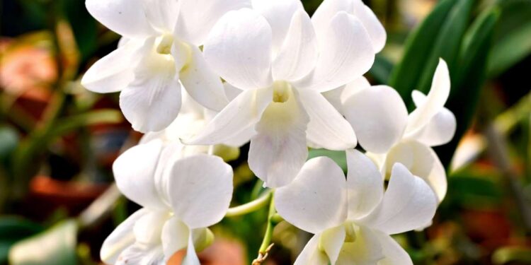 First appearance: White Orchids’ sister eating place,