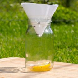 Cost Efficient Fruit Fly Traps 8