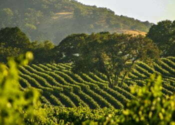 Napa Valley Estate With A Resort Feel Comes