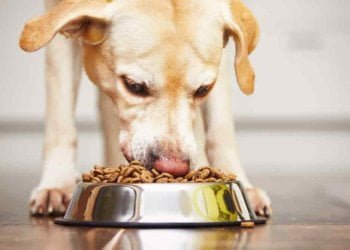 Dog Food Market is slated to develop swiftly within the coming years