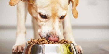 Dog Food Market is slated to develop swiftly within the coming years