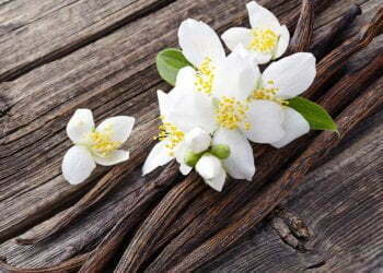 Global Vanilla Extracts Market Size