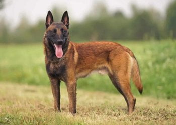 Belgian abbey revives its brewery