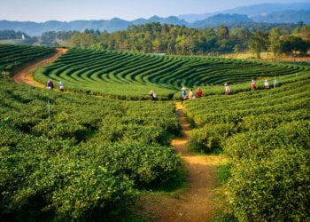 Assam Man’s ‘Green Army’ Is Changing How NE Farms