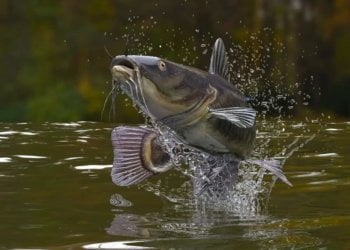 US importer recalls the massive quantity of Vietnamese catfish