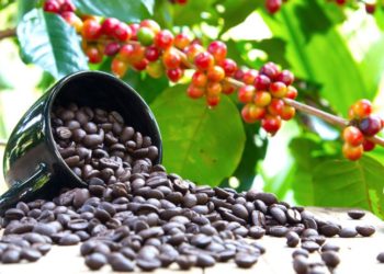 In search of the oldest arabica coffee tree 5 In search of the oldest arabica coffee tree