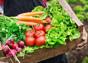 The Hydroponic Threat to Organic Food