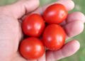 Ugly Organic Tomatoes, Amazon