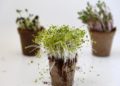 Microgreens: Right way to develop & eat them