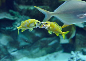 10 healthiest Indian fish sorts and why you should have them